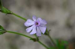 Silene rigens