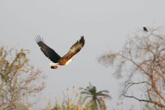 Haliaeetus vocifer