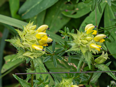 Rhinanthus glacialis