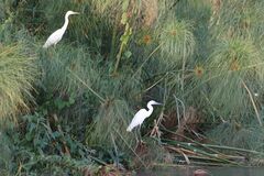 Egretta garzetta garzetta