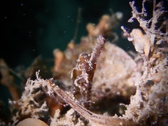 Syngnathidae