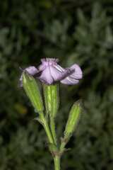 Silene rigens