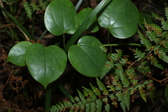 Streptothamnus moorei