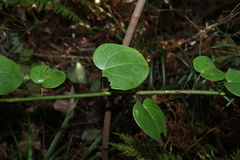 Streptothamnus moorei