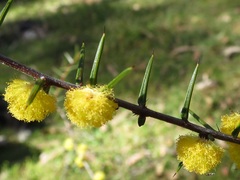 Acacia asparagoides