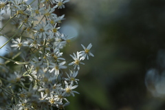 Olearia heterocarpa