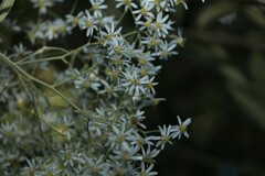 Olearia heterocarpa