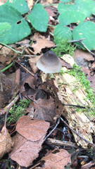Mycena aetites