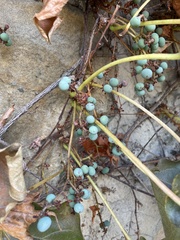 Parthenocissus tricuspidata