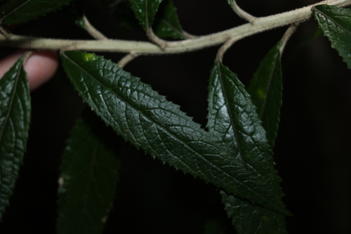 Image of Olearia heterocarpa by (c) Greg Tasney, some rights reserved (CC BY-SA)