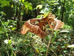 Attacus atlas