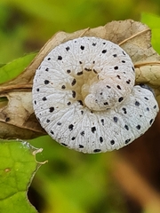 Tenthredo scrophulariae