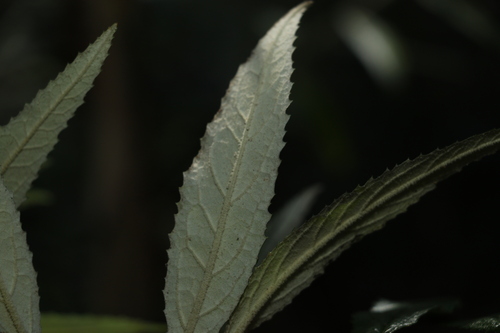 Image of Olearia heterocarpa by (c) Greg Tasney, some rights reserved (CC BY-SA)