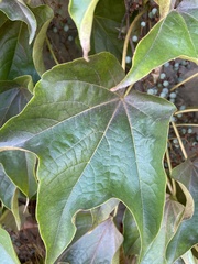 Parthenocissus tricuspidata