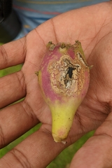 Opuntia stricta