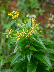 Senecio hercynicus