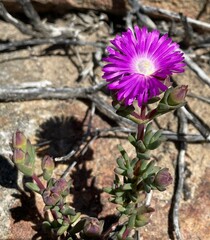 Lampranthus pakhuisensis