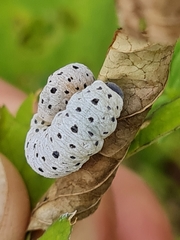 Tenthredo scrophulariae