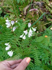 Vicia sylvatica