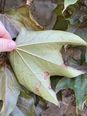 Parthenocissus tricuspidata