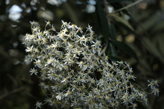 Olearia heterocarpa