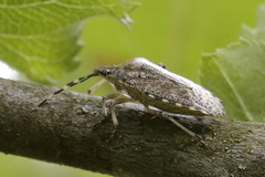 Rhaphigaster nebulosa