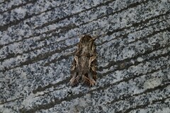Spodoptera litura