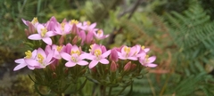 Centaurium erythraea