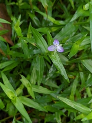 Murdannia keisak