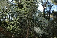 Olearia heterocarpa