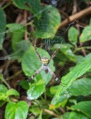 Argiope anasuja