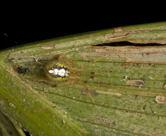 Thwaitesia nigronodosa