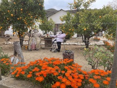 Lampranthus glaucoides