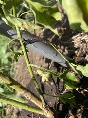 Theretra oldenlandiae