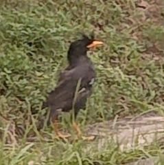 Acridotheres grandis