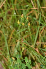 Hypericum pulchrum