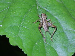 Cardiodactylus guttulus