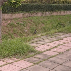 Acridotheres grandis