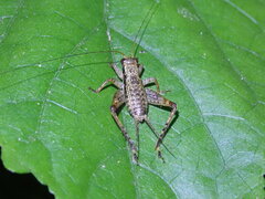 Cardiodactylus guttulus