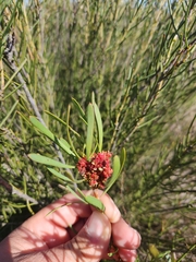 Protea witches broom phytoplasma