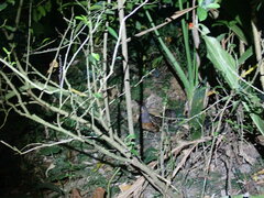 Bambusicola sonorivox