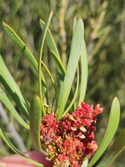 Protea witches broom phytoplasma