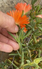 Lampranthus glaucoides