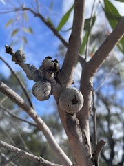 Apiomorpha baeuerleni