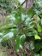 Heptapleurum actinophyllum