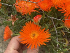 Lampranthus glaucoides