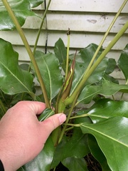 Heptapleurum actinophyllum