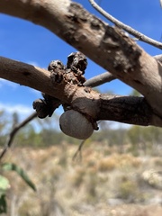 Apiomorpha baeuerleni