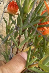 Lampranthus glaucoides