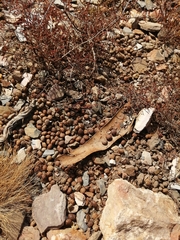 Oryctolagus cuniculus